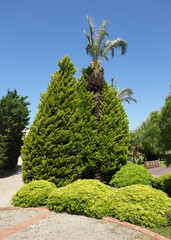 Fototapeta na wymiar Beautiful trimmed tropical trees with young greenery in the Park. Turkey