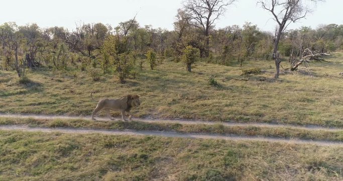 Aerial view of male lion walking on road, Botswana