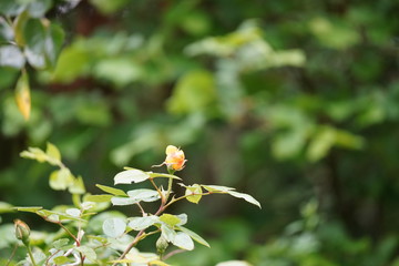 real wild roses