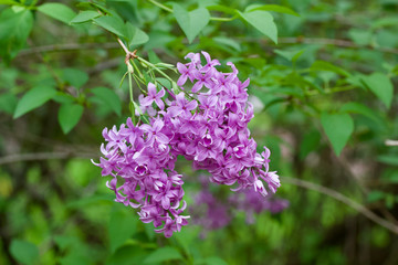 Close up view of beautiful blooming lilacs before evening sunset