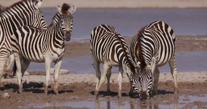 Small group of zebra drinking at waterhole, Botswana