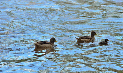 Familia de patos en un río en Córdoba, Argentina