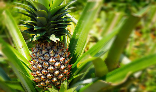 plant of pineapple growing in pineapple plantation 