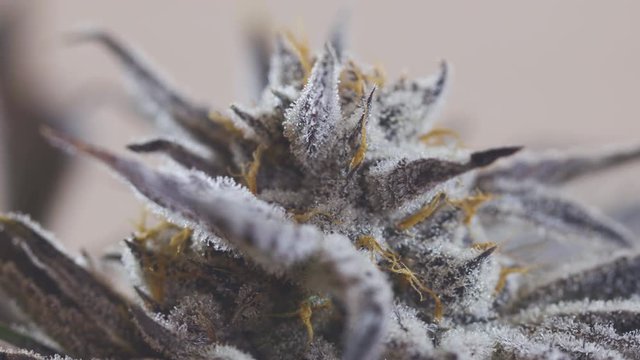 Close-up Plant Trichomes Terpene Cannabis Plant Bud Flower Oozing With Chronic Goo Amazing Macro Pull Focus Marijuana Hemp