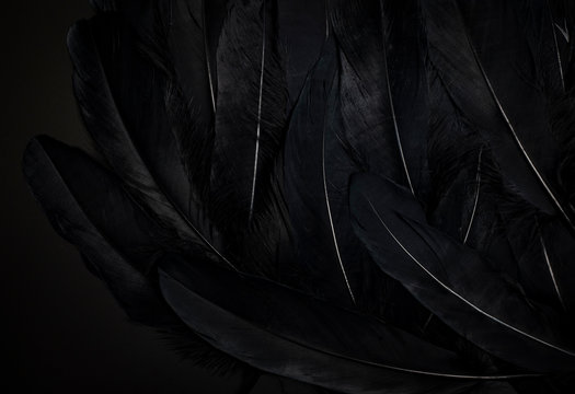 black feather background.