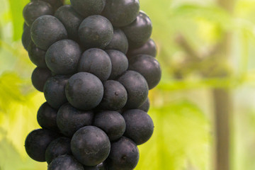 Black bunch of grapes close- up in vineyard. In the morning.