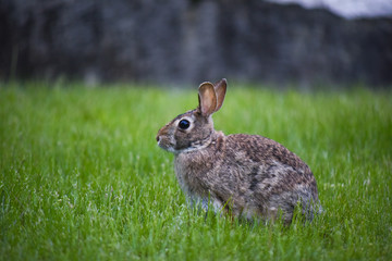 Rabbit