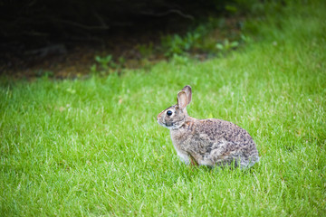 Rabbit