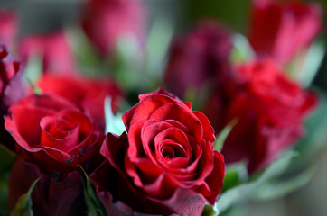 rote Rosen