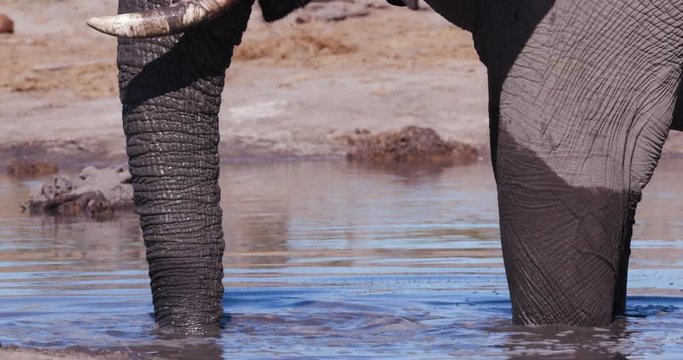 4K close-up cropped view of an elephant playing with a stick and blowing bubbles in a waterhole, Botswana