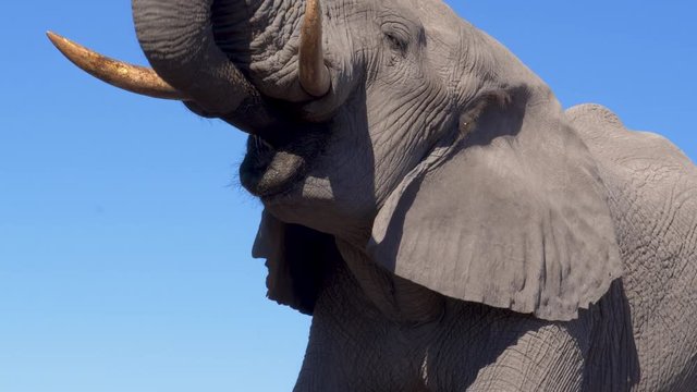 4K close-up cropped view of an elephant  drinking with blue sky behind, Botswana