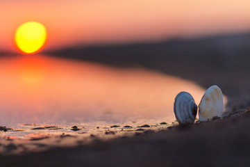 Romantic seashell composition at sunset