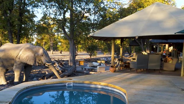 4K close-up view of an elephant drinking water out the lodge deck pool at Khwai Private Reserve, Botswana
