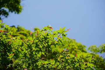 青もみじと青空