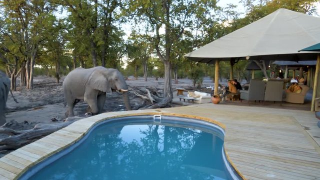 4K close-up view of an elephant drinking water close to the lodge deck pool at Khwai Private Reserve, Botswana