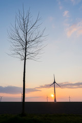 Obraz premium Amazing sunset composition of tree in the front with windturbines in the background. Yellow, orange sun and blue sky with green grass and some clouds. Amazing landscape straight horizon tree shot.