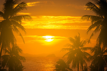 tropical palm tree and sunset nature background