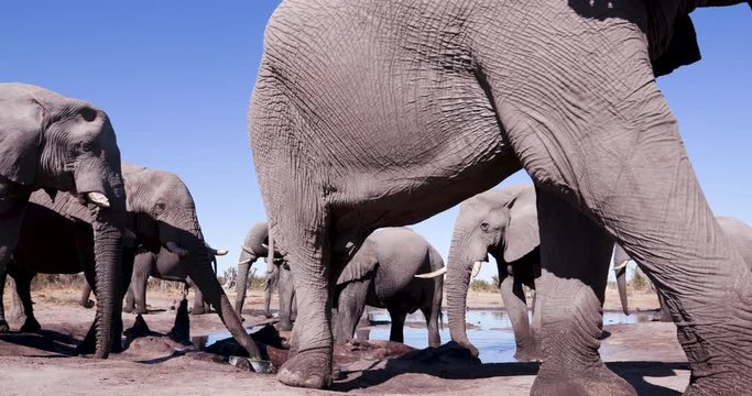 4K close-up low angle view of a small group of elephants drinking at a waterhole with blue sky behind, Botswana