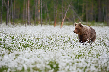 Brown bear (Ursus arctos) walks among the cotton grass.