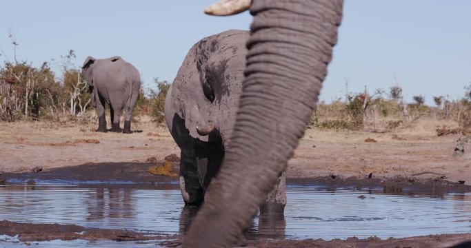4K close-up view of an elephant mud bathing in a waterhole with other elephants drinking, Botswana
