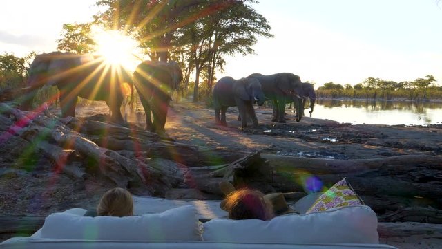 4K spectacular close-up view of tourists sitting at sunset and watching elephants drinking at the waterhole in front of Khwai Private Reserve, Botswana