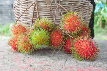 Naklejka na ściany i meble Fresh ripe rambutan fruits in the garden has a delicious sweet taste on nature background.