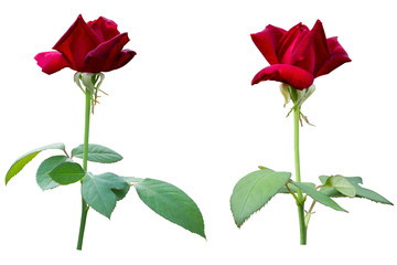 Blurred for Background.Red rose isolated on the white background. Photo with clipping path.