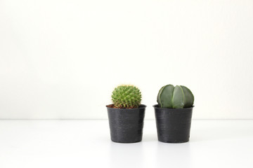 green cactus in pot on white background
