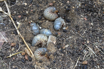 white grub larvae in black soil background