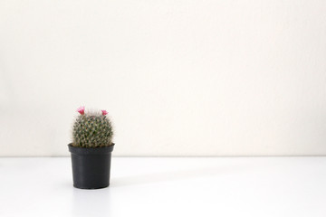 beautiful pink cactus flower on white background