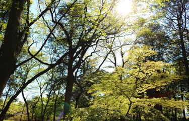 風景　森　木漏れ日　緑　茨城