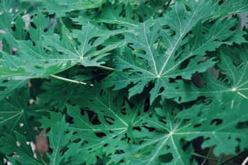 Green leaf background
