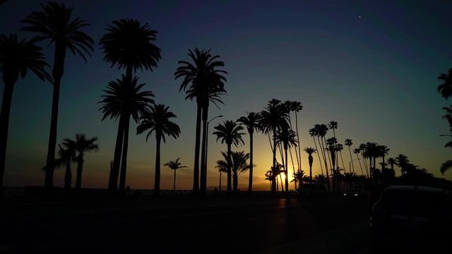 Palms at the beach sunset in a city