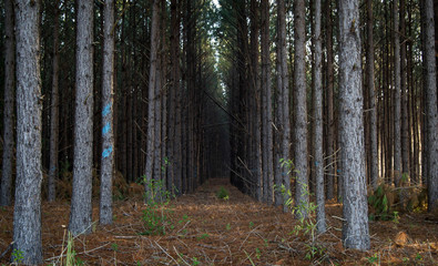 Path through thick amount of trees