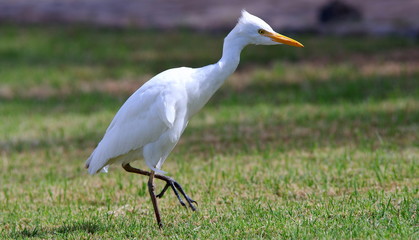 Bird on the grass