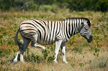 Fototapeta na wymiar Beautiful zebra and cattle egret.