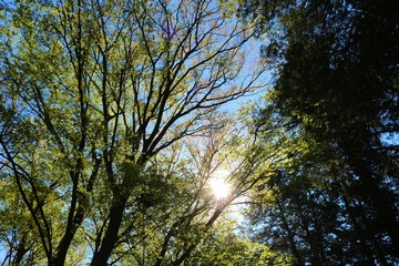 風景　森　木漏れ日　緑　茨城