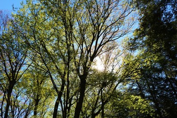 風景　森　木漏れ日　緑　茨城