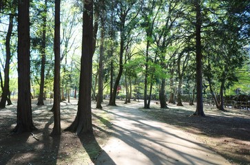 風景　森　木漏れ日　緑　茨城