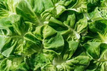 close up view of fresh natural wet green lettuce leaves with water drops