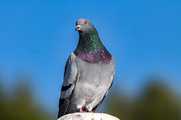 pigeon