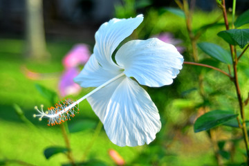 beautiful flower In the backyard is refreshing