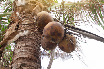 Closeup old coconut fruits on tree with sunlight on nature background.