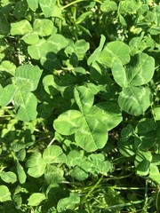 四葉のクローバー