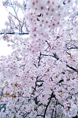 Cherry blossoms along the river.