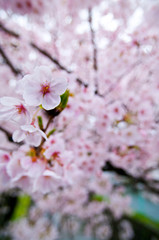 Obraz premium Cherry blossoms along the river.