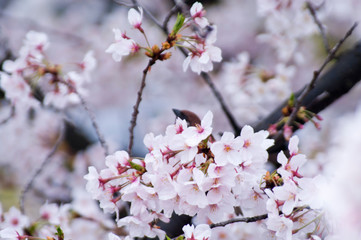 Cherry blossoms along the river.