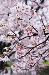 Cherry blossoms along the river.