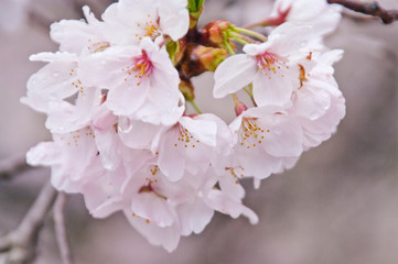 Fototapeta premium Cherry blossoms along the river.