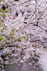 Obraz premium Cherry blossoms along the river.